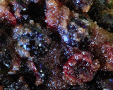 Foto del paso 4 de la receta: Mermelada de cerezas casera