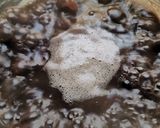 Foto del paso 5 de la receta: Frijoles negros con chochoyotes