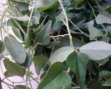 Hình bước làm 1 của món Sương sâm giải nhiệt nào!