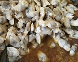 Foto langkah ke 3 dari resep Sate Kerang.