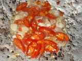 Tumis Daun Pepaya Jepang