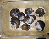 A picture of step 1 of Snail-Dodo.