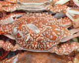 Foto langkah ke 3 dari resep Kepiting kukus.