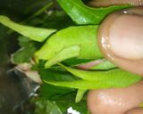 சிம்பிள் ரசம் (simple rasam recipe in tamil) ரெசிபி ஸ்டேப் 2 புகைப்படம்