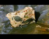 Foto langkah ke 7 dari resep Pepes Tahu Jamur kuping.