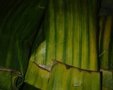Foto langkah ke 5 dari resep Pepes ikan teri basah.