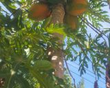 Foto del paso 2 de la receta: Agua fresca de papaya