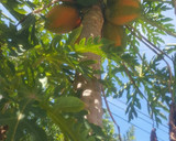 Foto del paso 2 de la receta: Agua fresca de papaya