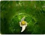 A picture of step 2 of Tricolour Biryani.