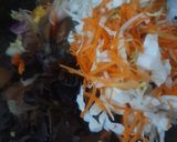 Foto langkah ke 5 dari resep Tumis Bihun, sayuran dan Jamur Kuping.