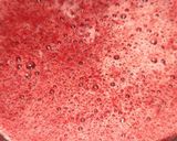 A picture of step 5 of Cherry Mint Margarita 🍹 🍒.