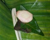 Foto langkah ke 3 dari resep ** Bothok Patin **.