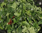 முருங்கை கீரை பொரியால் ரெசிபி ஸ்டேப் 3 புகைப்படம்