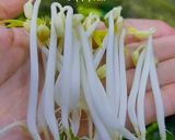 Hình bước làm 3 của món Làm giá đậu xanh