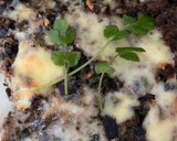 Foto del paso 2 de la receta: Chupe o budín de cochayuyo
