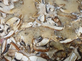 Portobello al vino