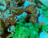 Foto del paso 5 de la receta: Cogollos con pollo y verduras🥗🍗🥬