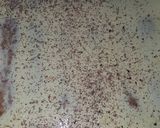Foto del paso 13 de la receta: Tiramisú