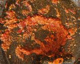 Foto langkah ke 6 dari resep Sup Bening Labu Parang + Sambal Bawang.