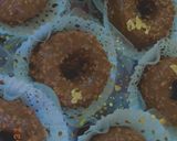 صورة لخطوة 1 من وصفة كعكعات شوكولاته🍩🍩