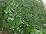 Sayur daun pepaya jepang