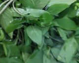 Hình bước làm 2 của món ĐẦU CÁ BASA LÁ ME - KHẾ CHUA