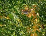 A picture of step 4 of Okro Soup.