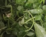 मेथी पालक की भूजी (methi palak ki suji recipe in Hindi) रेसिपी चरण 1 फोटो