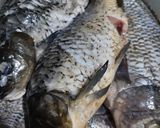 Foto langkah ke 1 dari resep Arsik Ikan Mas + Mujaer tanpa Lokio.