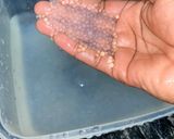 A picture of step 3 of Brown sugar Boba Pearls.
