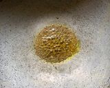 A picture of step 2 of Sprouts Mataki wheat paratha.