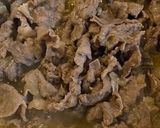 Foto langkah ke 4 dari resep Beef Gyudon.
