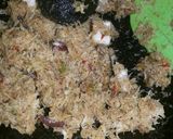 Foto langkah ke 1 dari resep Urap khas nenek.