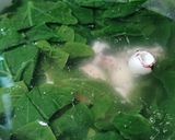 Hình bước làm 3 của món Canh mồng tơi nấu mực