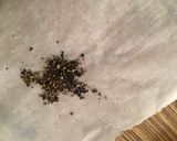 Foto del passaggio 3 della ricetta Tagliatelle con rana pescatrice e crema di asparagi bianchi