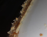 Foto del paso 5 de la receta: Tarta Tofi