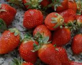 Une image de l'étape 5 de 🍓Tiramisu fraises 🍓 pistaches 🍰.