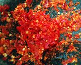 Foto langkah ke 2 dari resep Sambal terong balado ala-ala.
