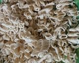 A picture of step 1 of Veg aata maggi bhel.