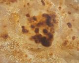A picture of step 4 of Crispy Paratha.