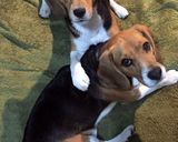 Foto del paso 3 de la receta: Galletas para perros 🐶