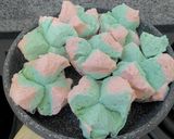 Foto langkah ke 5 dari resep Roti Kukus Mekar Lembut (tanpa soda) 🧁.