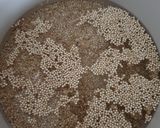 Foto del paso 1 de la receta Quinoa tres delicias con Lékué