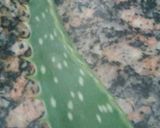 Foto del paso 1 de la receta: Smothie para comenzar el día de aloe vera y chía