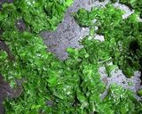 عکس مرحله 5 از دستور خورشت تره کردی