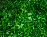 A picture of step 1 of Aloo methi.