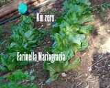 Foto del passaggio 1 della ricetta Insalata di arance mandarini e lattuga tutto a km zero 👩🍳❤️