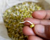 A picture of step 1 of Mung bean Sprouts idli.