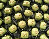 Foto langkah ke 11 dari resep Cookies Almond Greentea - Oven Tangkring.