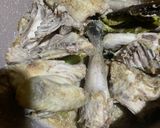 Foto langkah ke 3 dari resep Opor Ayam Putih ala Chef Devina H.